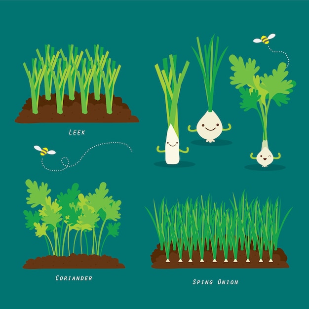 Set of Vegetable garden. Organic and healthy food Cartoon  illustration.