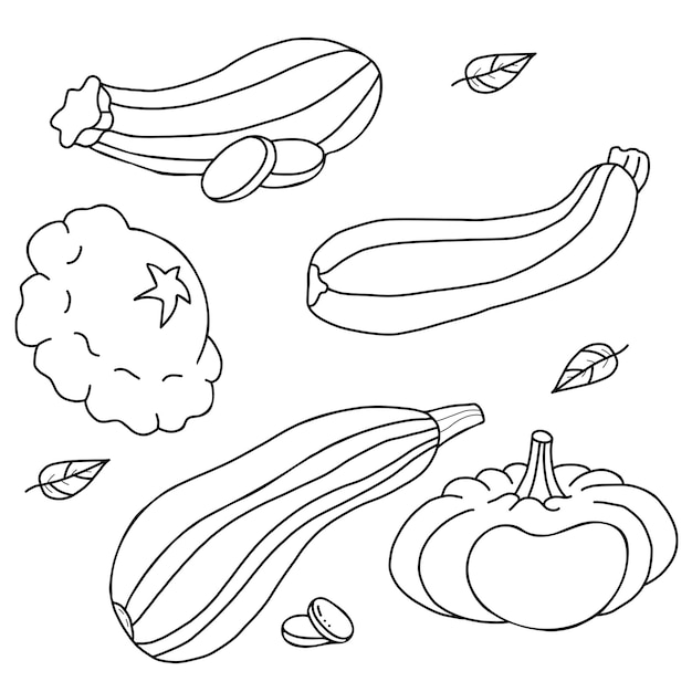 Set of vegetables Pumpkin and pattison vegetables squash and zucchini Linear hand drawing Outline