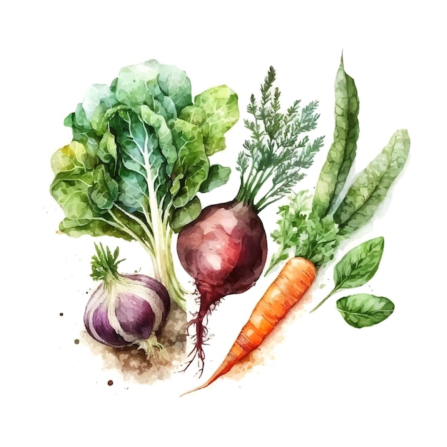 A set of vegetables in vector watercolor Harvest and fruits of nature for Thanksgiving a collection of food for restaurants menus posters and grocery bags radishes carrots cabbage onions