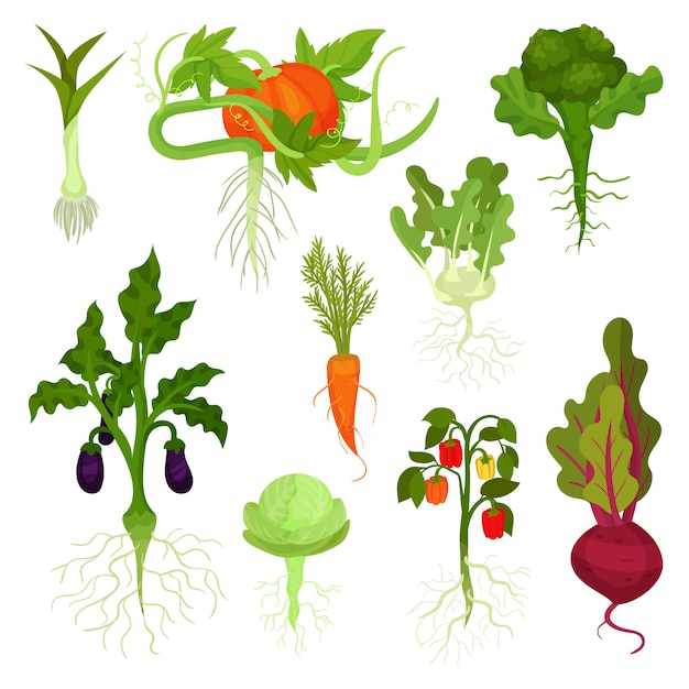   set of vegetables with roots. Healthy nutrition. Natural food. Fresh garden products. Edible plants