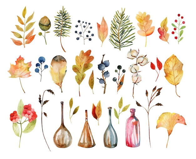 Set of watercolor autumn plants leaves, cotton flowers, yellow tree leaves, fall berries, oak leaves and acorns, bottles