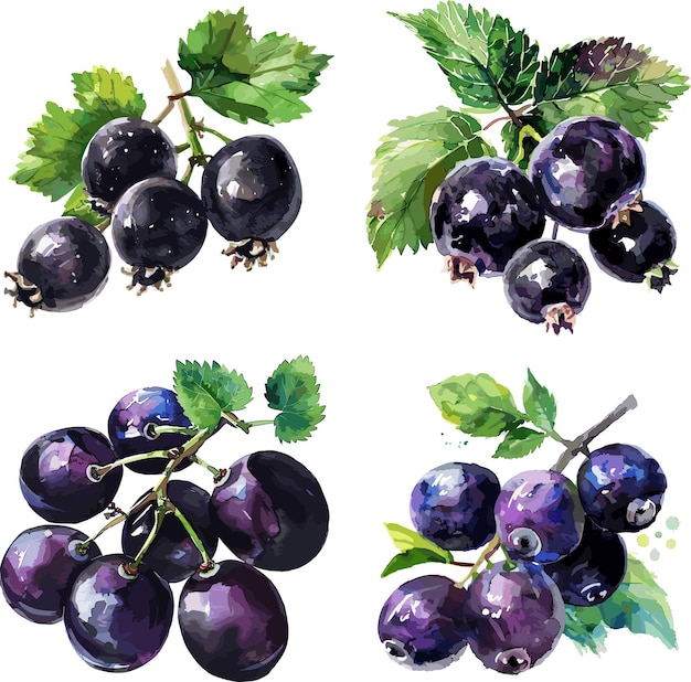 Set of watercolor blackcurrent fruit isolated on white background