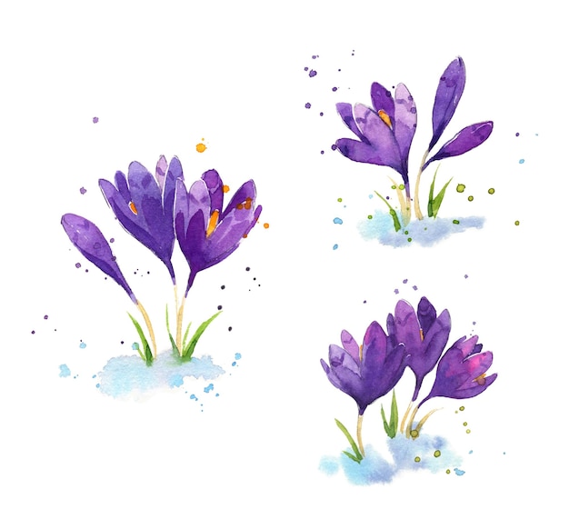 Vector set of watercolor crocuses, early spring flowers illustration