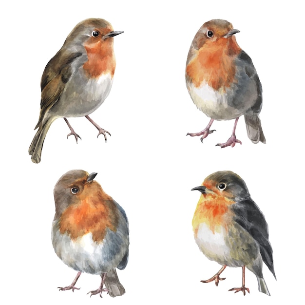 Set of watercolor cute robin birds