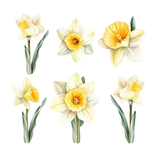 Set of watercolor Daffodil flowers clipart white background