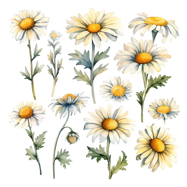 Set of watercolor daisy flowers clipart