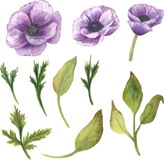 Set of watercolor elements with anemones and leaves