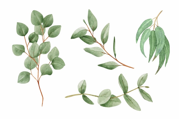 A set of watercolor eucalyptus branches