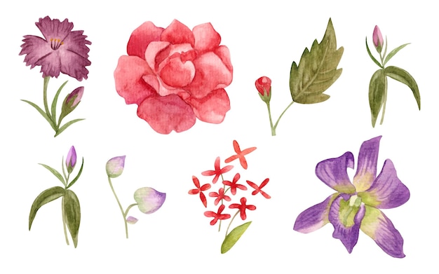 set of watercolor floral elements 