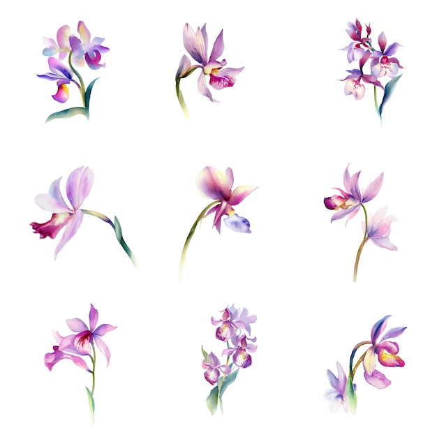 A set of watercolor flowers of orchids