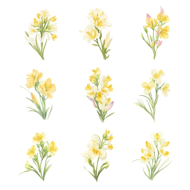 Set of watercolor freesia flowers Hand drawn vector illustration