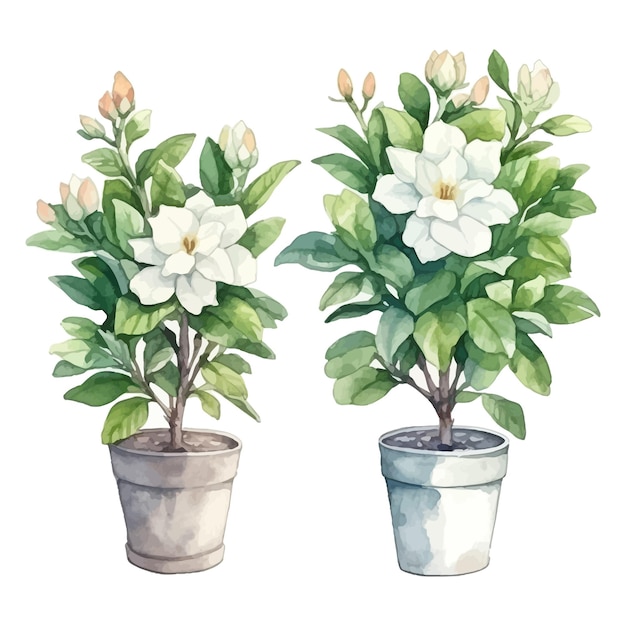 Set of watercolor Gardenia flower trees clipart in flowerpot white background