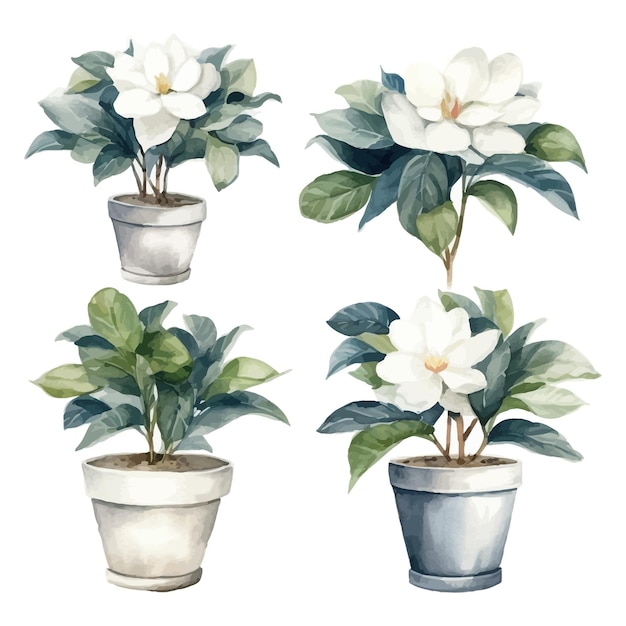 Set of watercolor Gardenia flower trees clipart in flowerpot white background