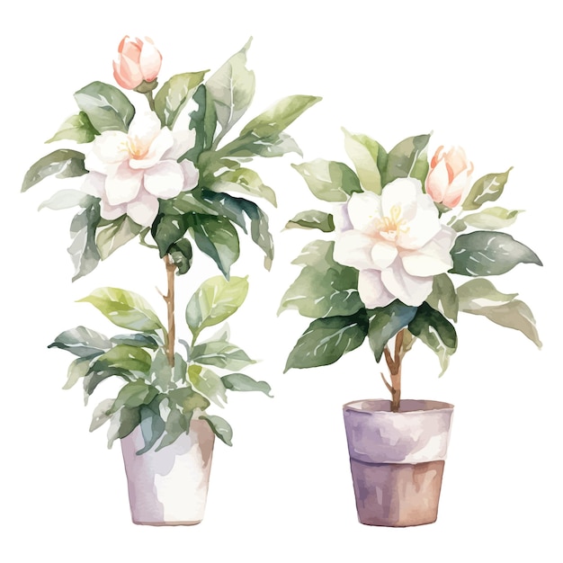 Set of watercolor Gardenia flower trees clipart in flowerpot white background