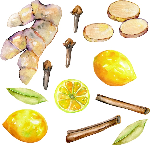 Vector set of watercolor ginger, lemon and spices elements