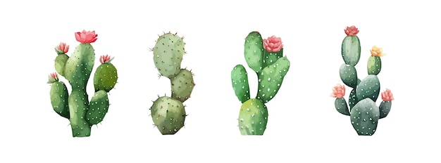 Set of watercolor green cactus isolated on white background Desert flower garden plant tropical summer elements Vector illustration