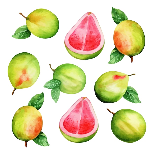 set of watercolor Guava clipart white background