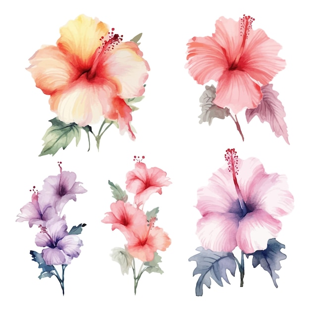 Set of watercolor hibiscus flowers clipart