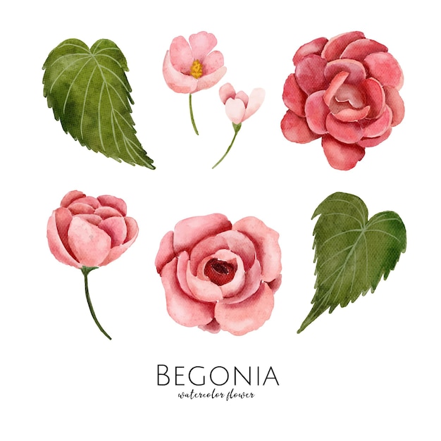 Set of of watercolor illustration begonia flower