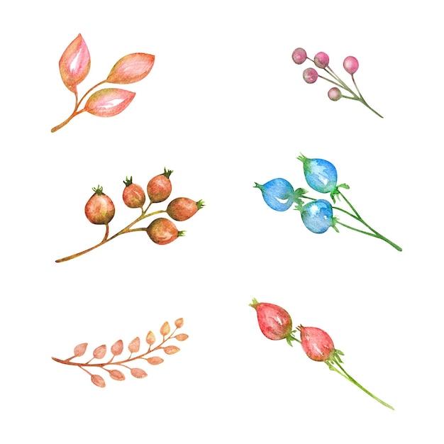 Set watercolor illustration leaves pink rose hips red bud pink berries