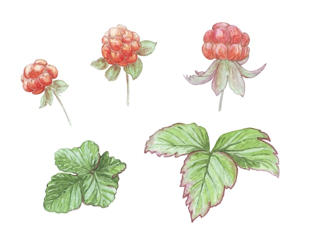 Set of watercolor illustrations of leaves and berries of cloudberries