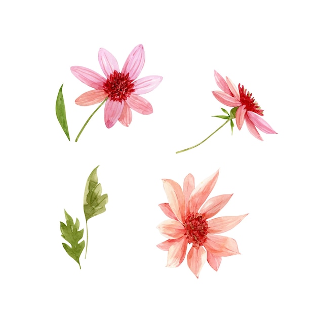 set of watercolor illustrations of pink flowers on a white background hand painted for design