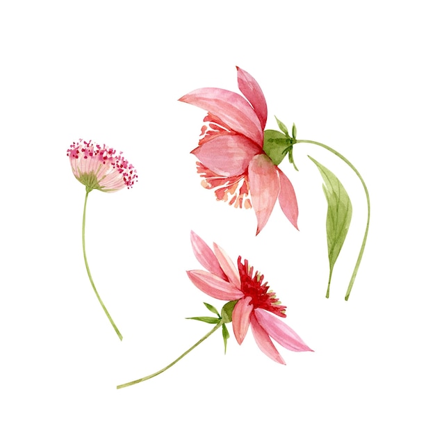 set of watercolor illustrations of pink flowers on a white background hand painted