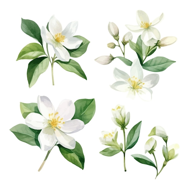 set of watercolor Jasmine Flower clipart white background