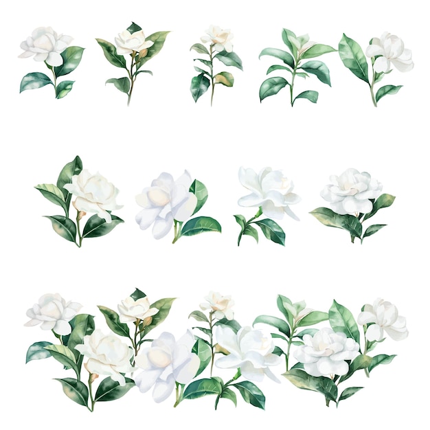 Set of watercolor jasmine flowers Hand drawn vector illustration