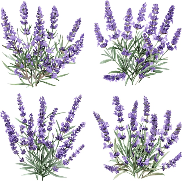 Set of watercolor Lavender Flower isolated on white background