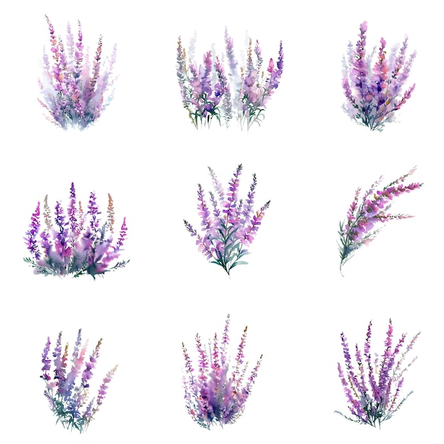 A set of watercolor lavender flowers.