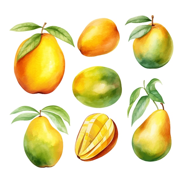 Set of watercolor Mango clipart white background