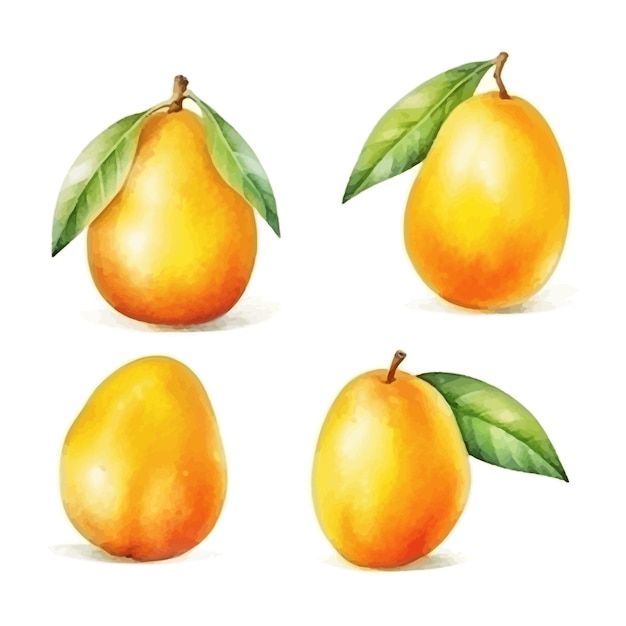 Set of watercolor Mango clipart white background