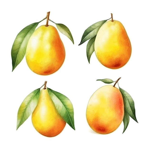 Set of watercolor Mango clipart white background