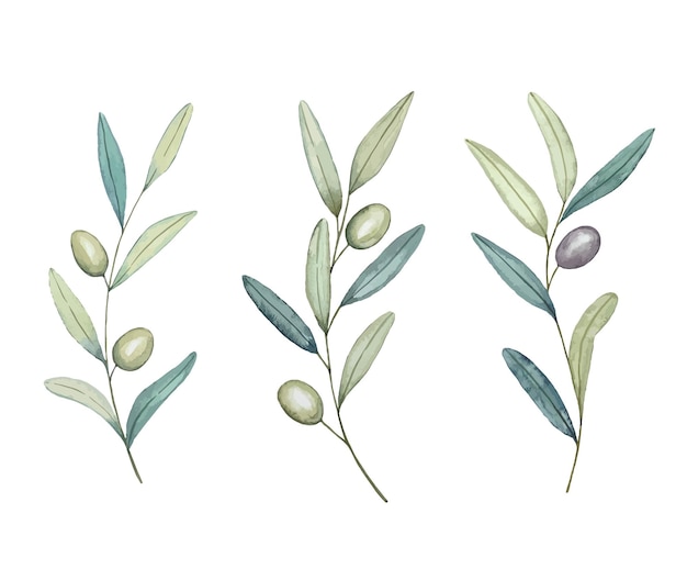 Set of watercolor olive branches handdrawn illustration