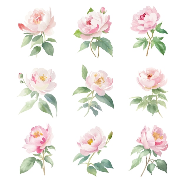 Set of watercolor Paeonia flowers on white background Hand painted vector illustration