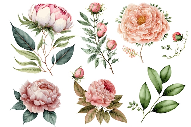 Set watercolor pink flowers, garden roses, peonies. collection leaves. Botanic illustration