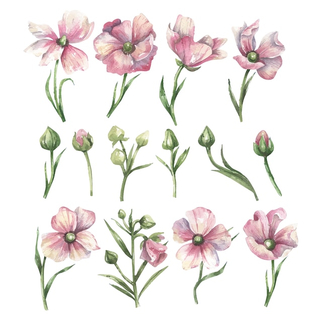 Set of watercolor pink flowers, green leaves and buds