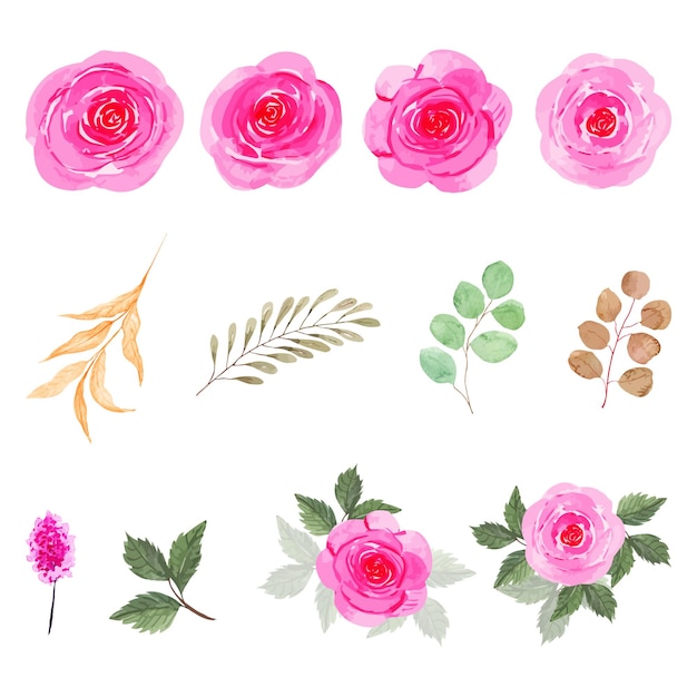 Vector set of watercolor pink rose flower and leaves collection