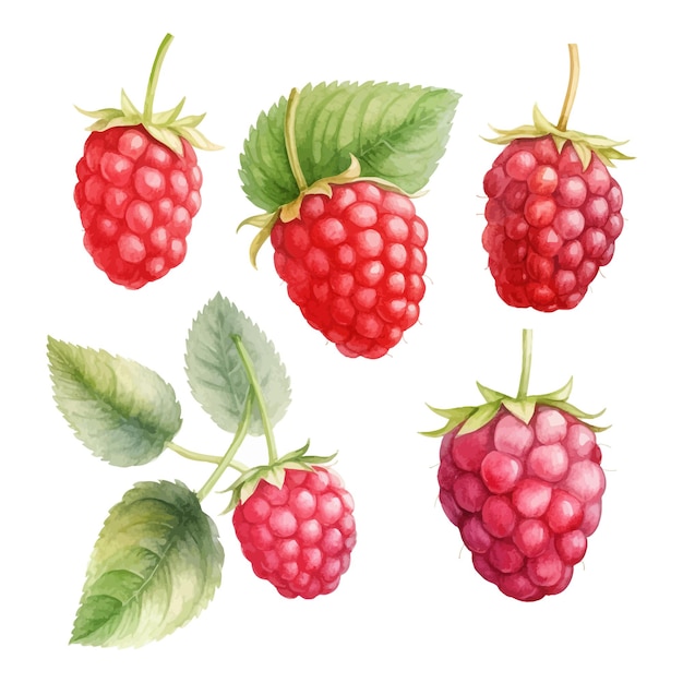 Set of watercolor Raspberry clipart white background