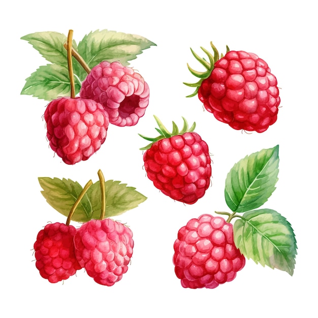 Set of watercolor Raspberry clipart white background