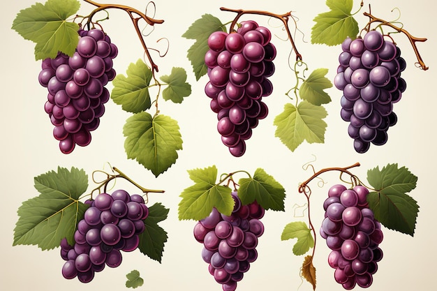 Set of Watercolor Realistic Grape Clip Art on Pure White Background