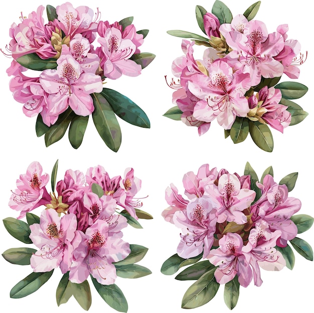 Set of watercolor Rhododendron Flower isolated on white background