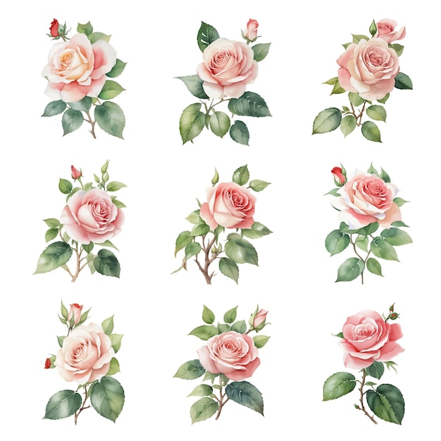 Set of watercolor roses isolated on white background Vector illustration