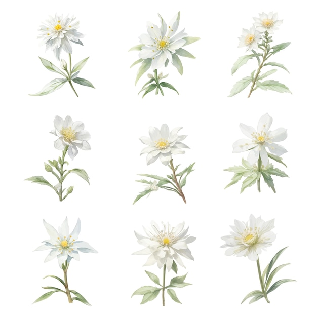 Set of watercolor white Edelweiss flower isolated on white background Hand drawn illustration