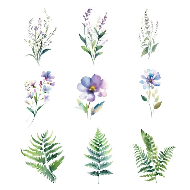 A set of watercolor wild herbs and flowers on a white background