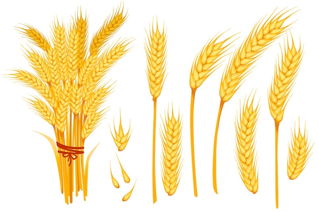 Set of wheat yellow ripe spikelets and grains of wheat flat vector illustration isolated on white background.