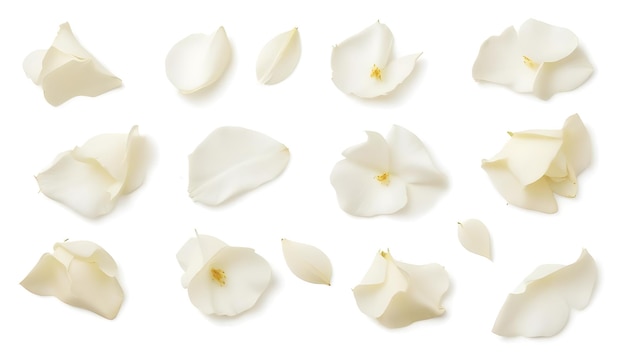 Set of White Flower Petals Botanical Elements