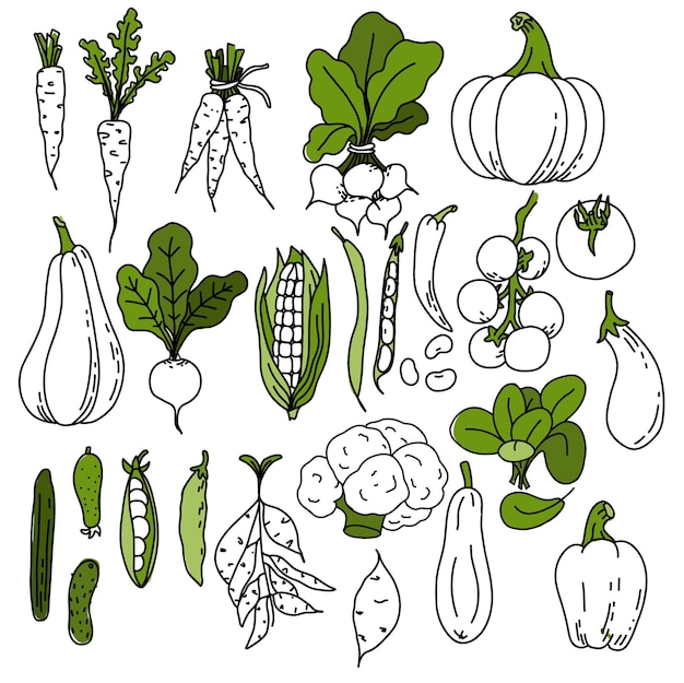 A set of white and green vegetables doodle. Elements for the design of culinary posters, menus,web page design