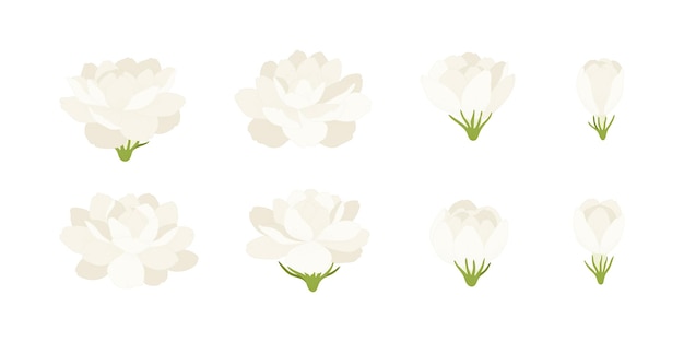 Set of white jasmine blooming flowers illustration